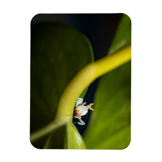 Magnet Flexible Photo d'une jeune orchidée (Vertical)