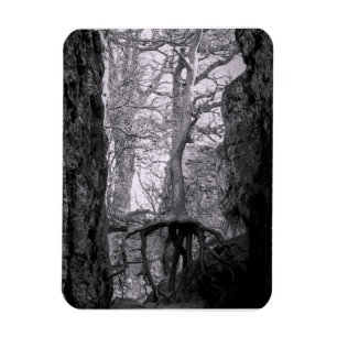 Magnet Flexible Photo en noir et blanc d'arbres