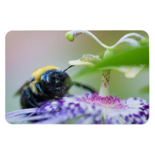 Magnet Flexible Photo macro de Bumble Bee