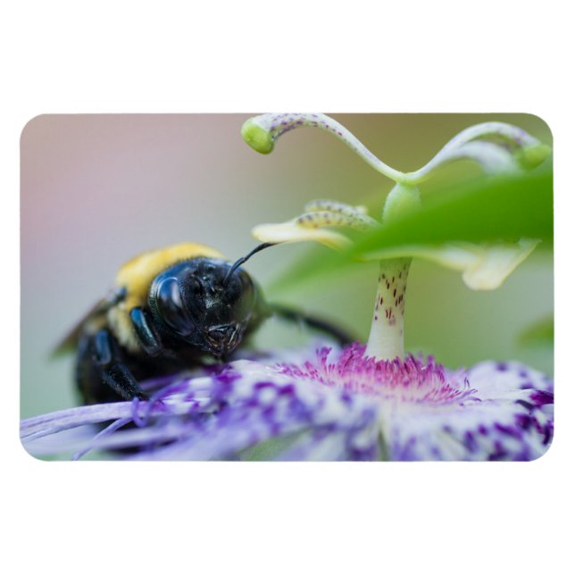 Magnet Flexible Photo macro de Bumble Bee (Horizontal)