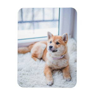 Magnet Flexible Photo simple personnalisée pour animal
