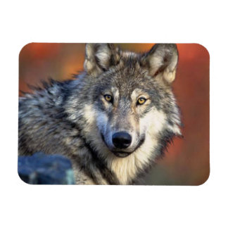 Magnet Flexible Photo Wolf