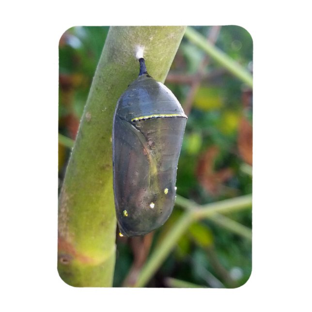 Magnet Flexible Photographie - Chrysalis du papillon Monarque (Vertical)