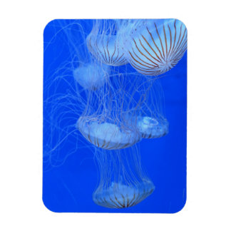 MAGNET FLEXIBLE PHOTOGRAPHIE DE LA VIE AQUATIQUE DE L'OCÉAN BLEU J