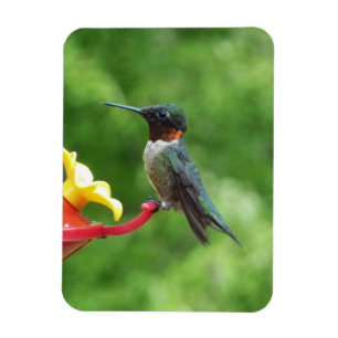 Magnet Flexible Photographie d'oiseau Colibri à gorge rubis