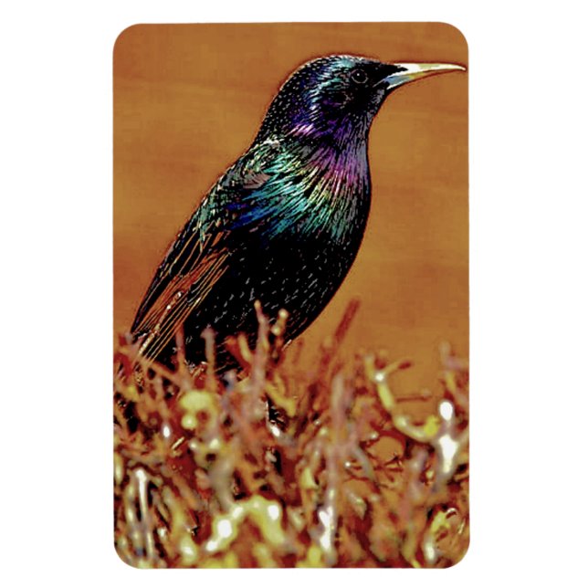 Magnet Flexible Photographie d'oiseau Starling (Vertical)