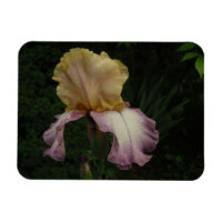 Photographie florale Iris