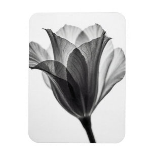 Magnet Flexible Photographie monochrome d'art botanique fin