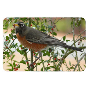 Magnet Flexible Photographies : oiseaux -