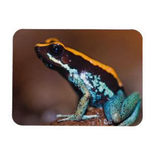Magnet Flexible Phyllobates vittatus, une grenouille à flèche empo