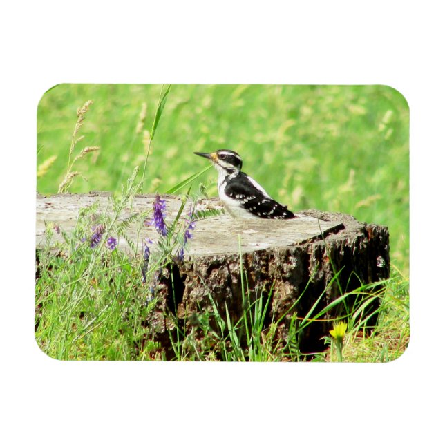 Magnet Flexible Pic de Downy sur l'aimant de souche d'arbre (Horizontal)