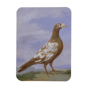 Magnet Flexible Pigeon voyageur pie rouge (huile sur la toile)