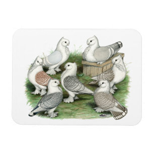 Magnet Flexible Pigeons classiques de vrille