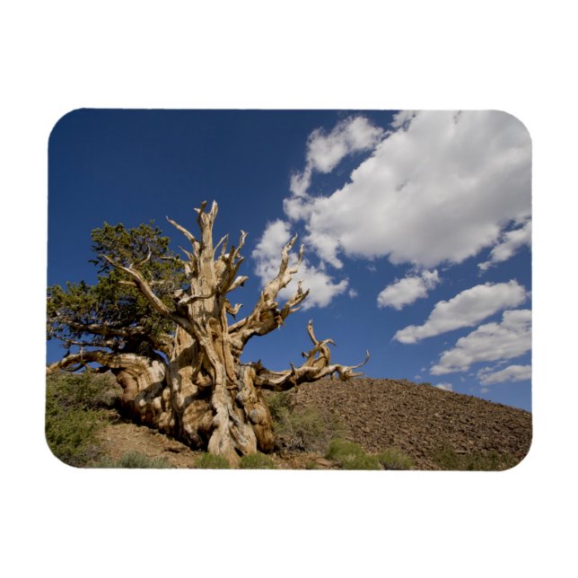 Magnet Flexible Pin Bristlecone dans l'Ancient Bristlecone Forest, (Horizontal)