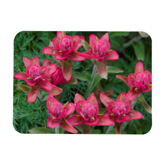 Magnet Flexible Pinceau indien (Horizontal)