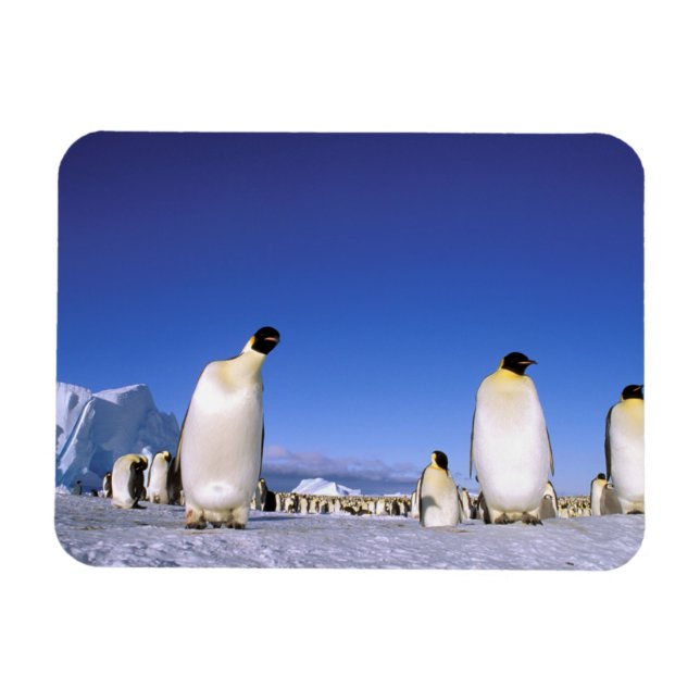 Magnet Flexible Pingouin | Antarctique, péninsule Antarctique (Horizontal)