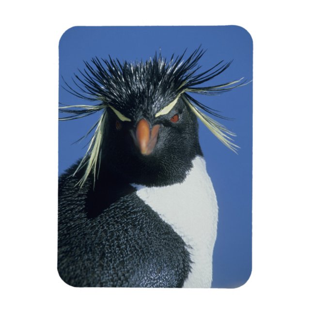 Magnet Flexible Pingouin de Rockhopper (Eudyptes chrysocome) (Vertical)