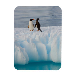 Magnet Flexible pingouin doux, Pygoscelis Papouasie, sur la glace 