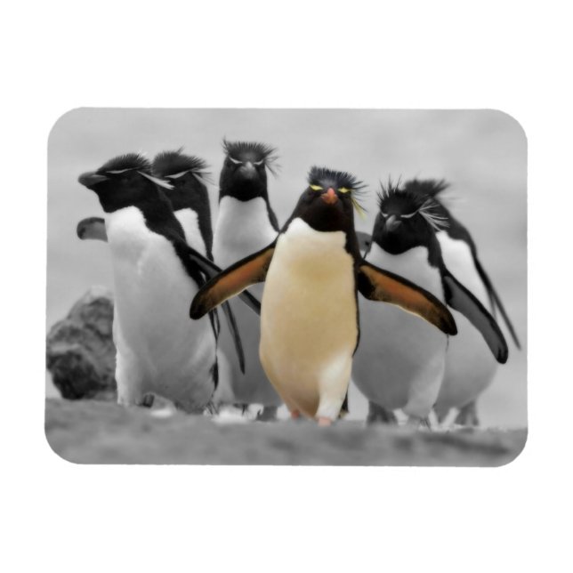 Magnet Flexible Pingouins de Rockhopper (Horizontal)