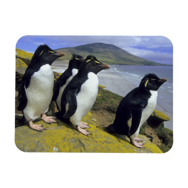 Magnet Flexible Pingouins de Rockhopper (Eudyptes chrysocome), (Horizontal)