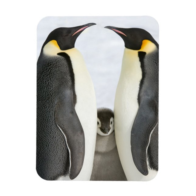 Magnet Flexible Pingouins empereurs avec poussette - aimant (Vertical)