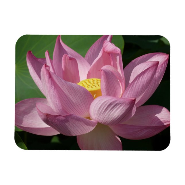 Magnet Flexible Pink Lotus Flower IV (Horizontal)