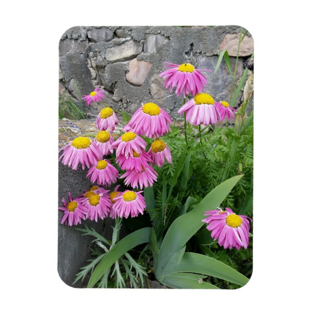 Magnet Flexible Pink Peint marguerite Fleurs Nature photographie (Vertical)