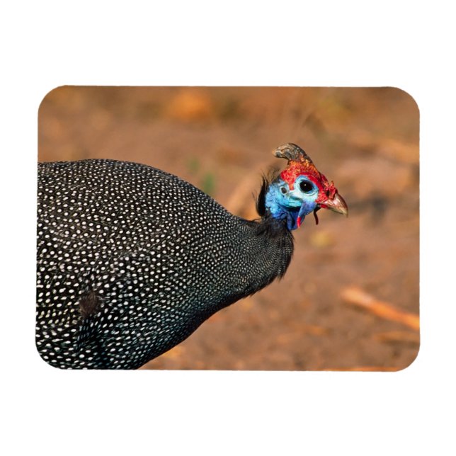 Magnet Flexible Pintade huppée (Numida meleagris). Afrique, (Horizontal)