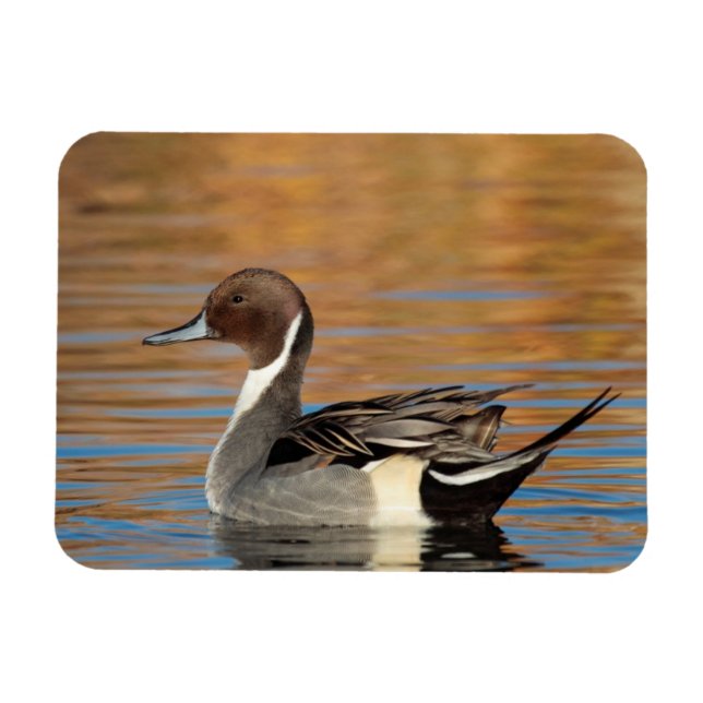 Magnet Flexible Pintail Nord Homme (Horizontal)