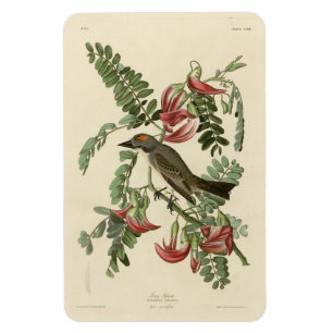Magnet Flexible Piping Flycatcher de Audubon's Birds of America