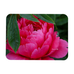 Magnet Flexible Pivoine Rose Timide