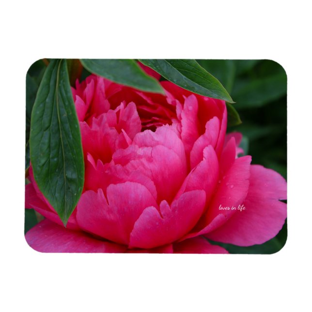 Magnet Flexible Pivoine Rose Timide (Horizontal)