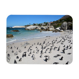 Magnet Flexible Plage de Penguins Boulders   Afrique du Sud