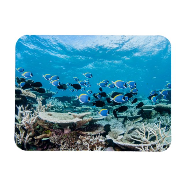 Magnet Flexible Plages tropicales | Esturgeon Parmi le corail (Horizontal)