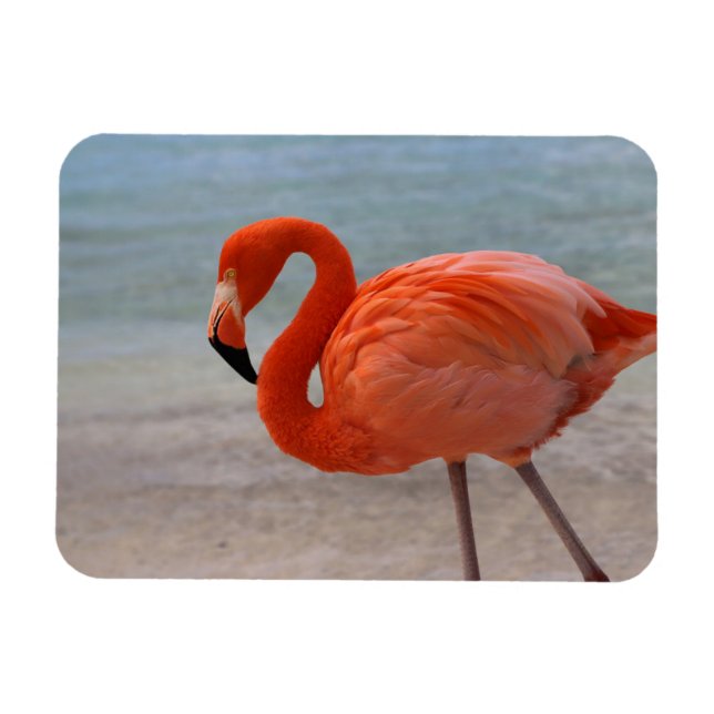 Magnet Flexible Plages tropicales | Flamant rose des Caraïbes, Aru (Horizontal)