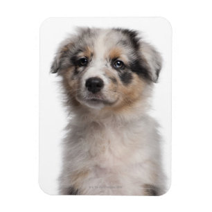 Magnet Flexible Plan rapproché australien bleu de chiot de berger