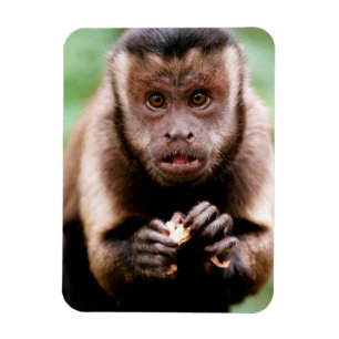 Magnet Flexible Plan rapproché d'un singe noir-couvert de capucin