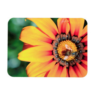 Magnet Flexible Plan rapproché extrême d'une abeille rassemblant