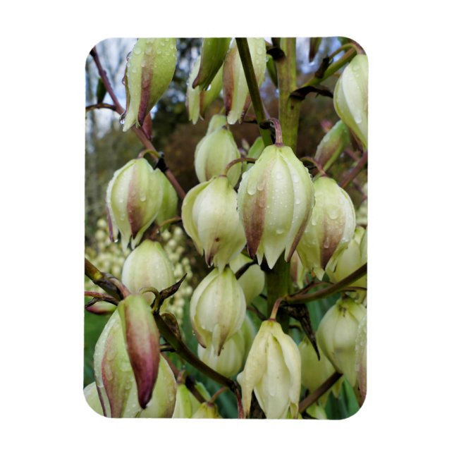 Magnet Flexible Plante du Yucca (Vertical)