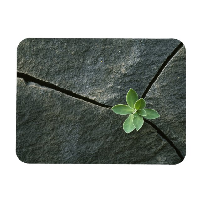 Magnet Flexible Plante qui cultive dans une sangle fissurée (Horizontal)