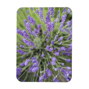 Magnet Flexible Plantes de lavande