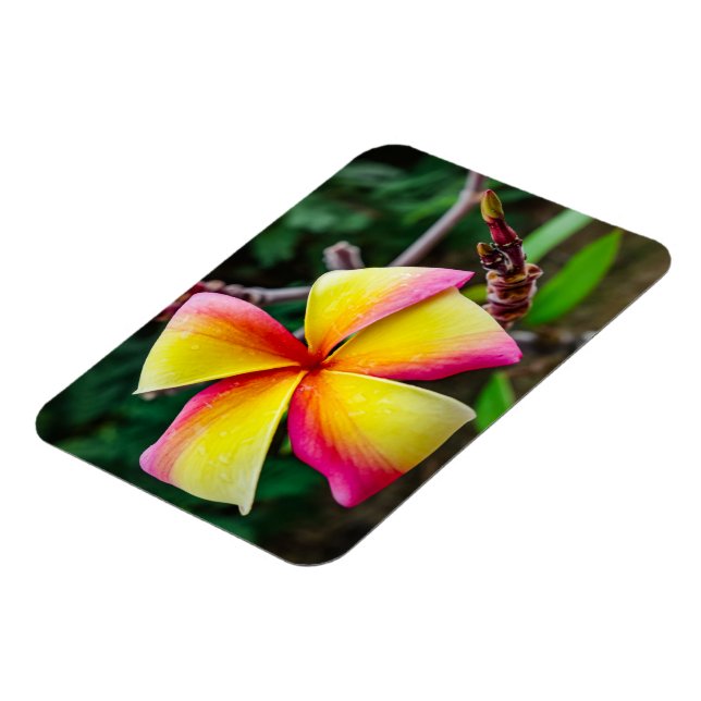 Magnet Flexible Plumeria rubra (Côté Gauche)