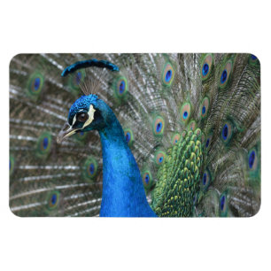 Magnet Flexible Plumes Kauai Peacock