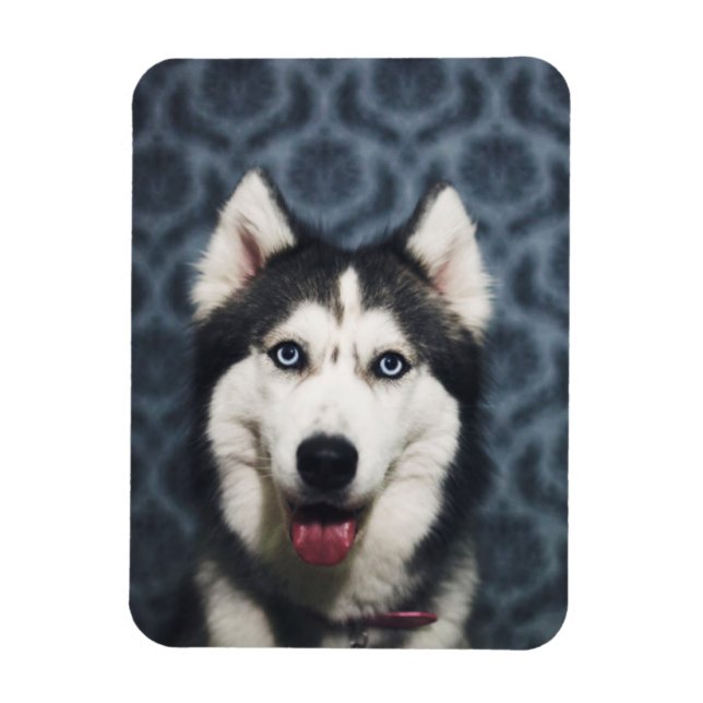 Magnet Flexible Poing Husky Puppy avec un fond sombre (Vertical)