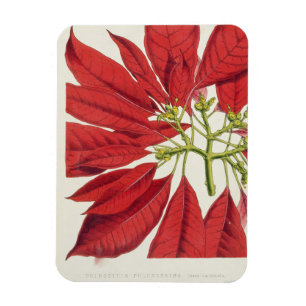 Magnet Flexible Poinsettia Pulcherrima (litho de couleur)