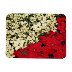 Magnet Flexible Poinsettias blanches et rouges I Holiday Floral