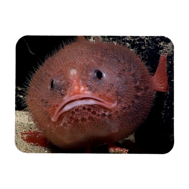 Magnet Flexible Poisson (Horizontal)