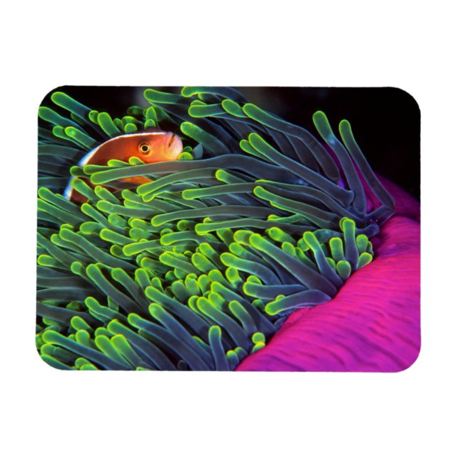 Magnet Flexible Poisson Anémone se cachant dans une Anémone, Mozam (Horizontal)