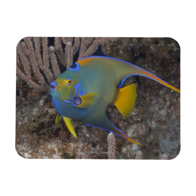 Magnet Flexible Poisson-ange (Holacanthus ciliaris) nageant (Horizontal)