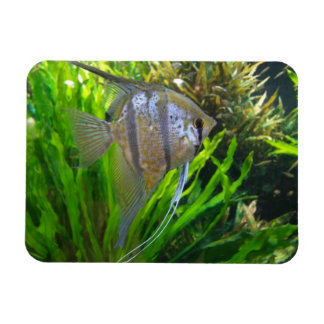 Magnet Flexible Poisson Angel